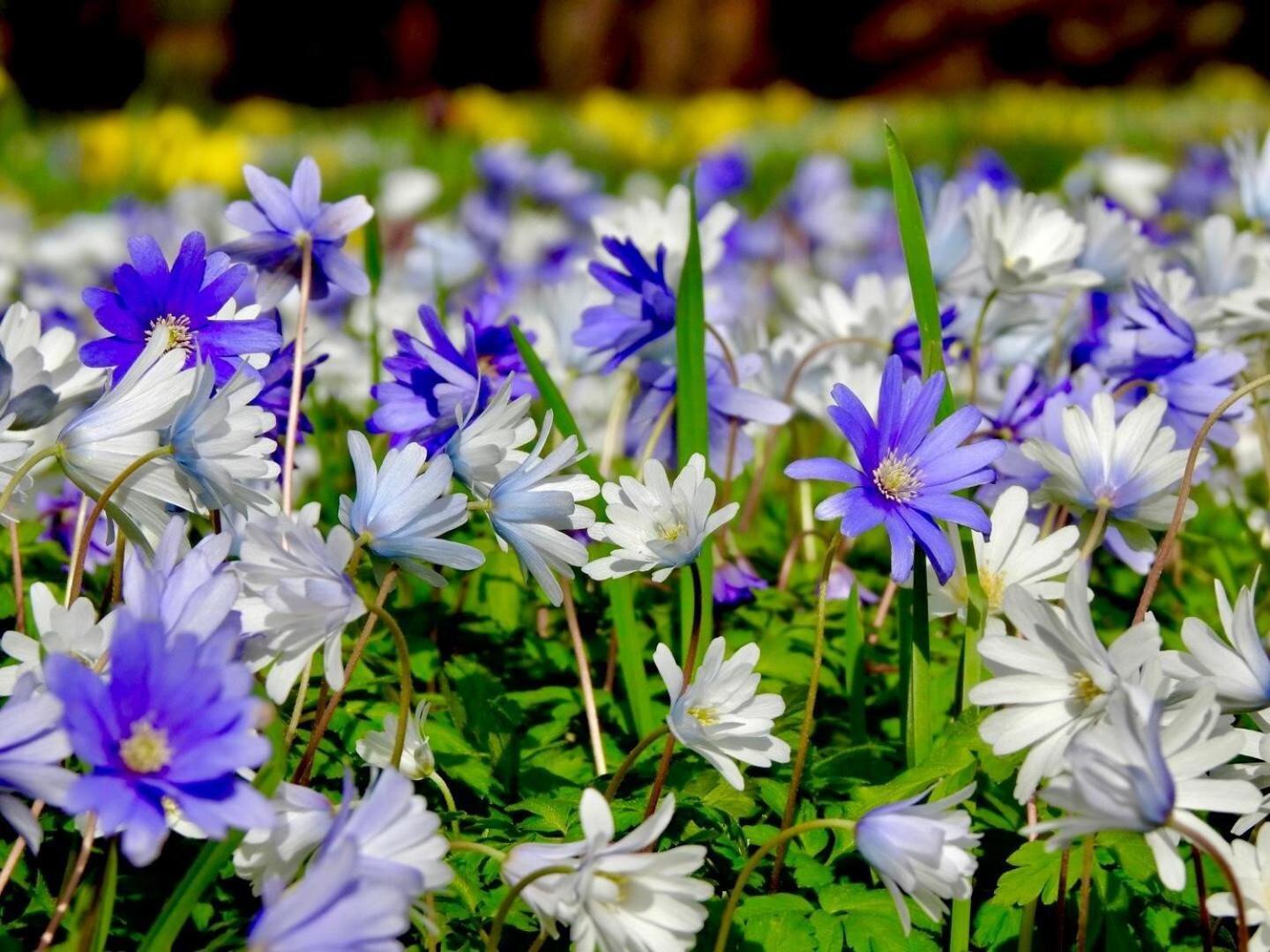 Thornton Manor - Holiday Cottages And Apartments เฮสวอลล์ ห้อง รูปภาพ